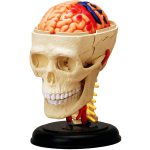 Объемная анатомическая модель 4D Master Черепно-мозговая коробка человека (FM-626005) (4894793260057) лучшая модель в Житомире