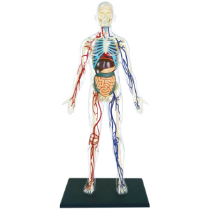Объемная анатомическая модель 4D Master Тело человека прозрачное (FM-626204) (4894793262044) в Житомире