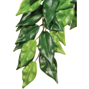 Растение Hagen Ficus Medium (015561230407) ТОП в Житомире